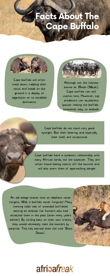 Cape buffalo facts infographic