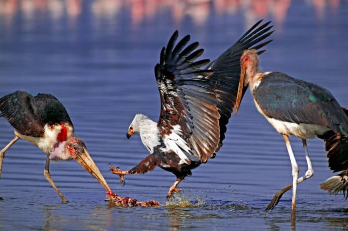 African fish eagle and marabou storks fighting over dead flamingo