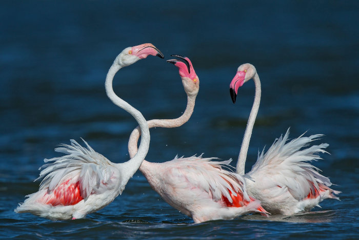 Greater flamingo courtship display