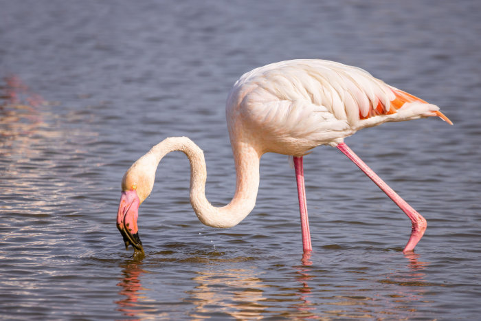 Greater flamingo feeding, using its "upside down" beak