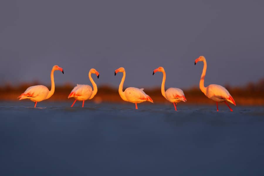 Pink flamingos in morning light