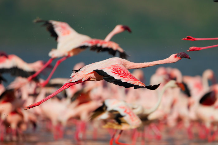 Lesser flamingos in flight, Lake Bogoria, Kenya