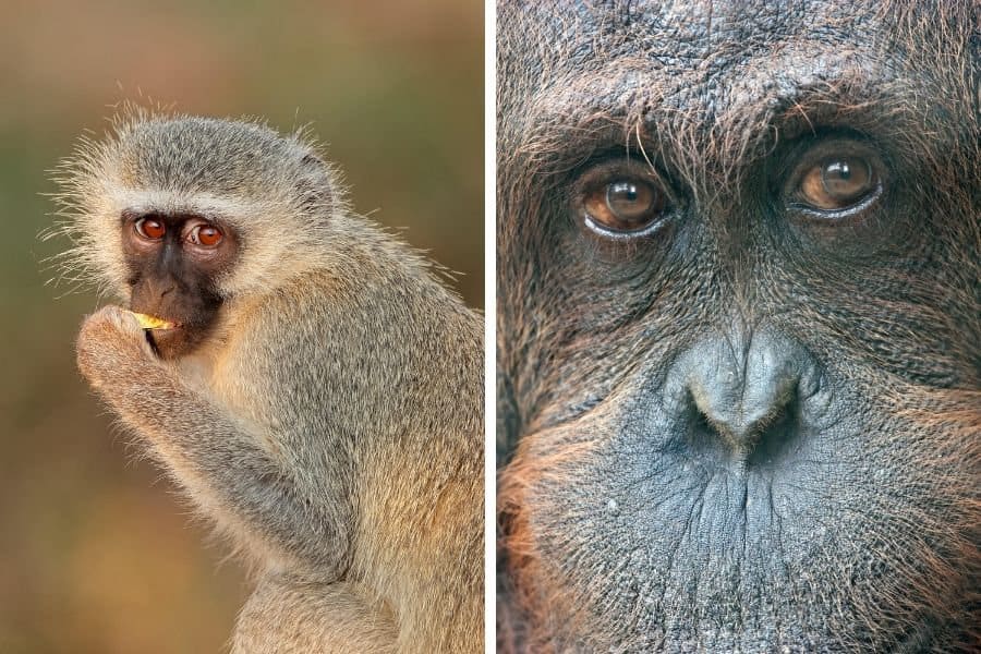monkey vs ape differences