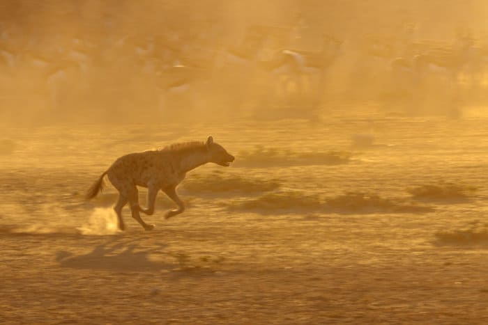 Spotted hyena on the run in golden light, Kgalagadi