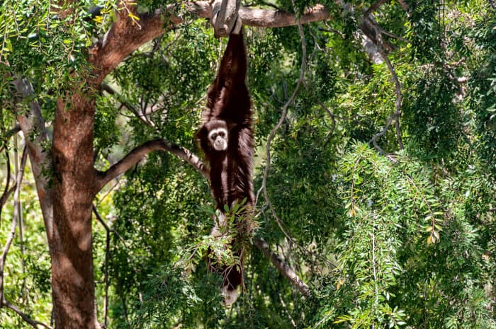 White-handed gibbon hanging from a tree