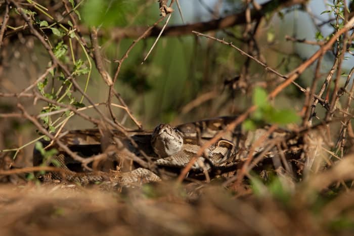 African rock python resting under bushes, Mashatu Game Reserve