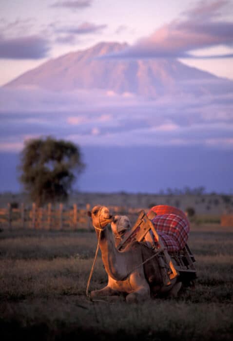 Camels resting, with Mt Kilimanjaro in the background