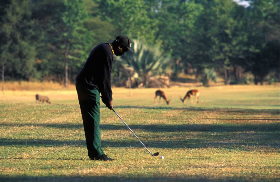 Man playing golf with warthog and impalas in the background, Victoria Falls, Zimbabwe