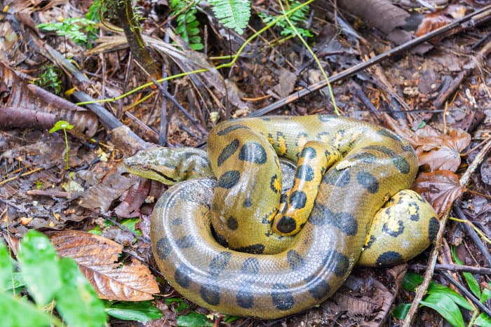 Coiled up green anaconda in the Amazon rainforest of Peru