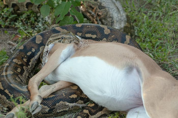 Large African rock python swallows impala head first