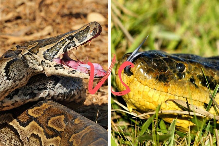 Burmese Python Vs Anaconda