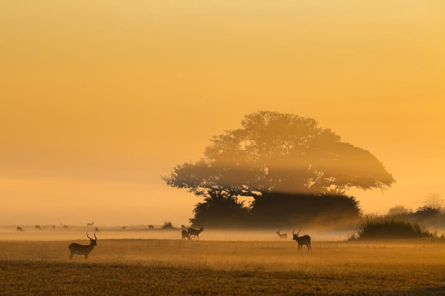Red lechwe in the mist at dawn, Kafue