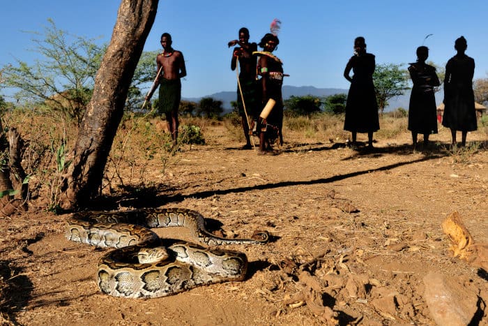 African rock python and Pokot tribe, Kenya