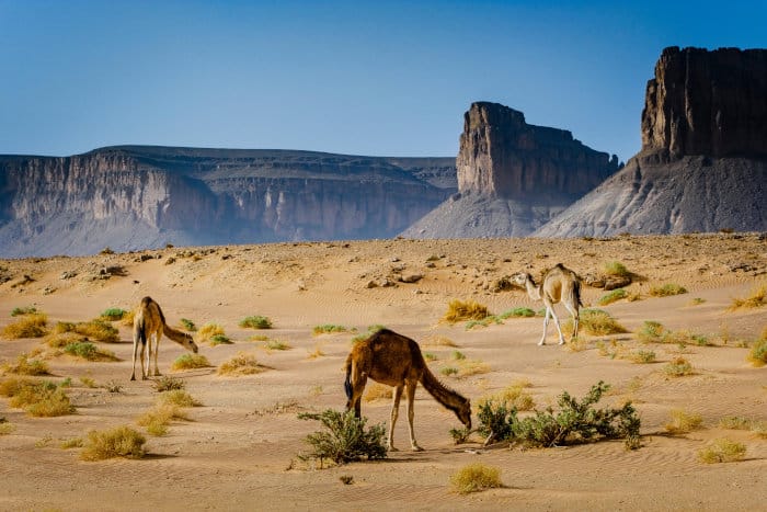 Wild camels in the Moroccan desert