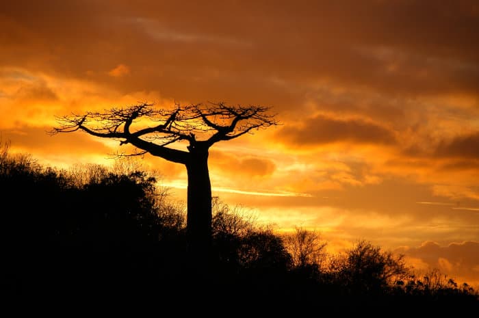 Adansonia suarezensis silhouette at sunset, Madagascar