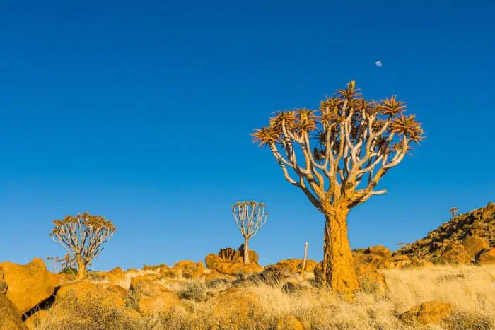 Quiver trees in semi-desert landscape, against blue sky and the moon