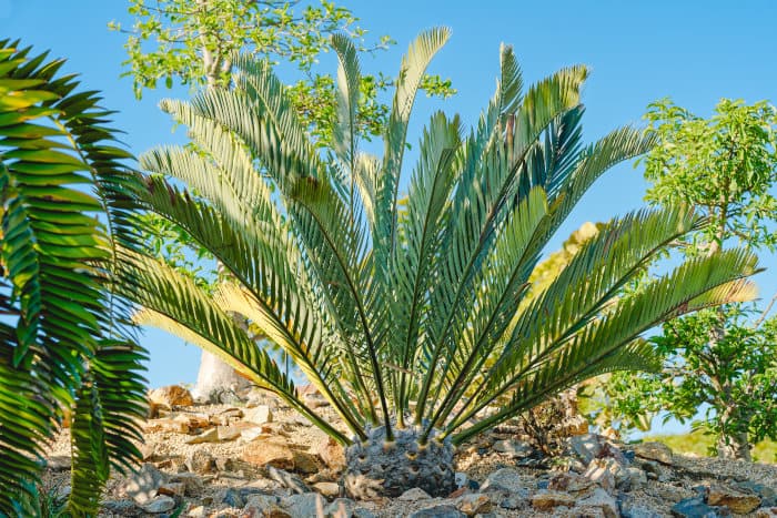 Encephalartos woodii is one of the rarest plants in the world