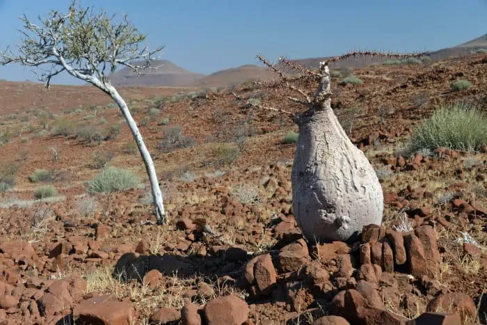 Pachypodium lealii, also known as the bottle tree