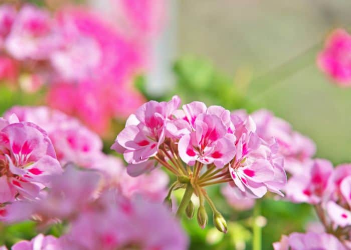Pelargonium cucullatum is a type of geranium with beautiful pink flowers