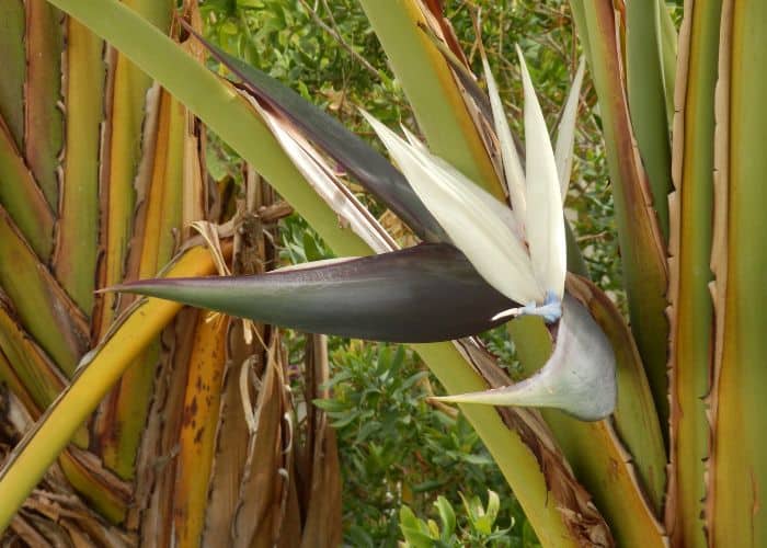 Strelitzia nicolai, also known as the giant white bird of paradise
