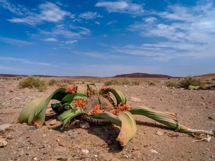 Welwitschia mirabilis blooming, Damaraland, Namibia