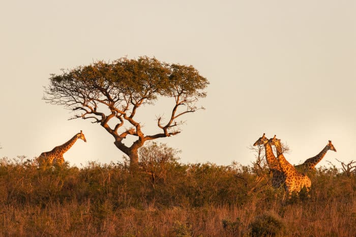Tower of giraffe in morning light, Hluhluwe Imfolozi Game Reserve, South Africa