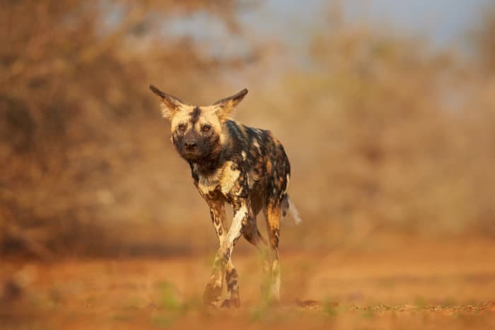 African wild dog ready for hunting