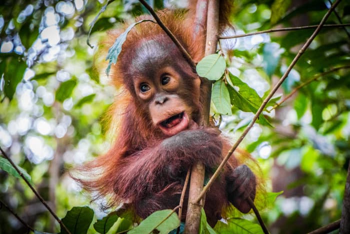 Cute baby orangutan hanging on a branch, Borneo