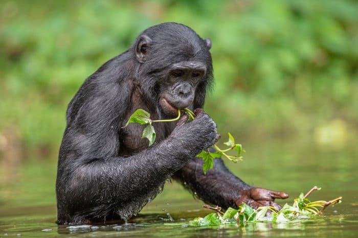 Bonobo standing upright, eating foliage in the river