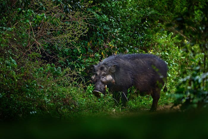 Giant forest hog in lush vegetation, Uganda
