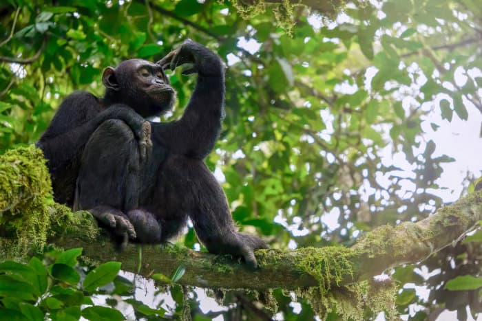 Wild male chimpanzee in "thinking" mode, Uganda