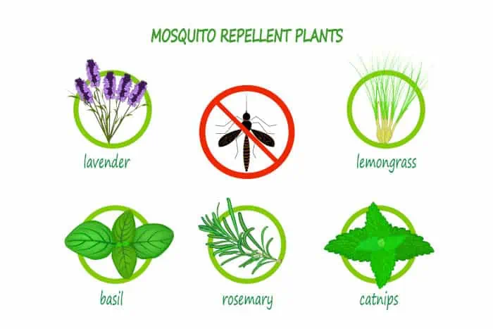 Mosquito repellent plants infographic
