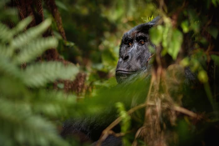 Mountain gorilla head shot, protruding from dense vegetation