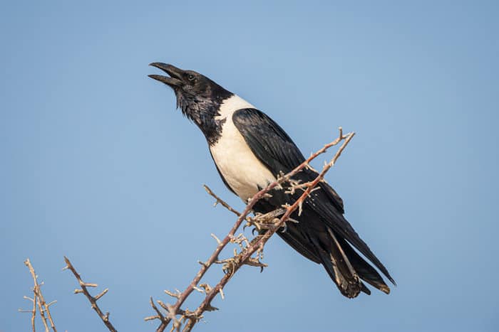 Pied crow on a branch, calling