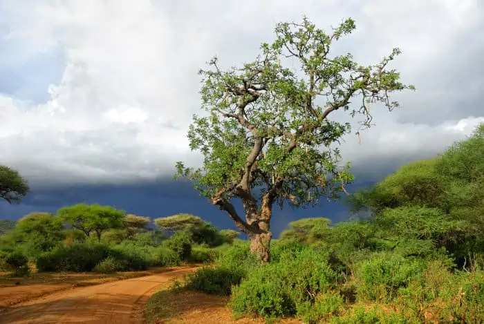 Sausage tree near Lake Manyara in Tanzania