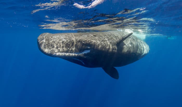 Sperm whale off the coast of Mauritius, Indian Ocean