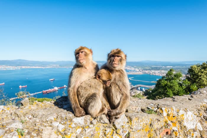 Barbary macaque family in Gibraltar