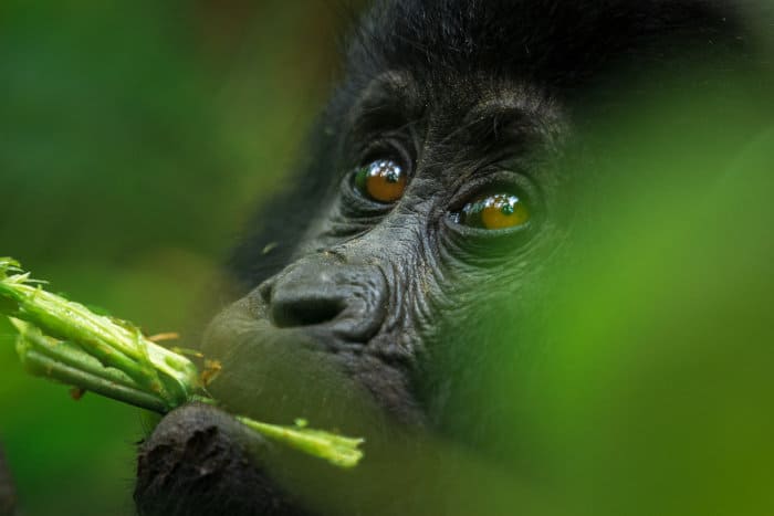 Baby mountain gorilla portrait, with vegetation in its mouth
