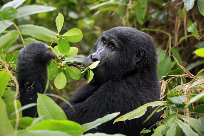 Female mountain gorilla eating fresh leaves from a tree