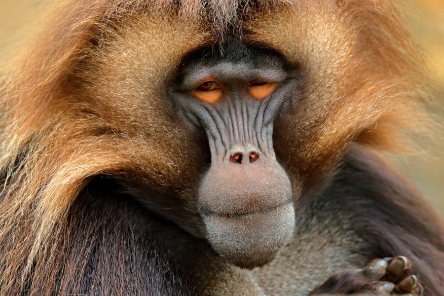 How Long Do Monkeys Live? Lifespan in the Wild vs Captivity, etc.