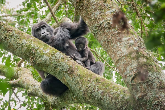 Female mountain gorilla and her baby in a tree, Bwindi