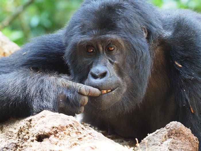 Female mountain gorilla eating ants