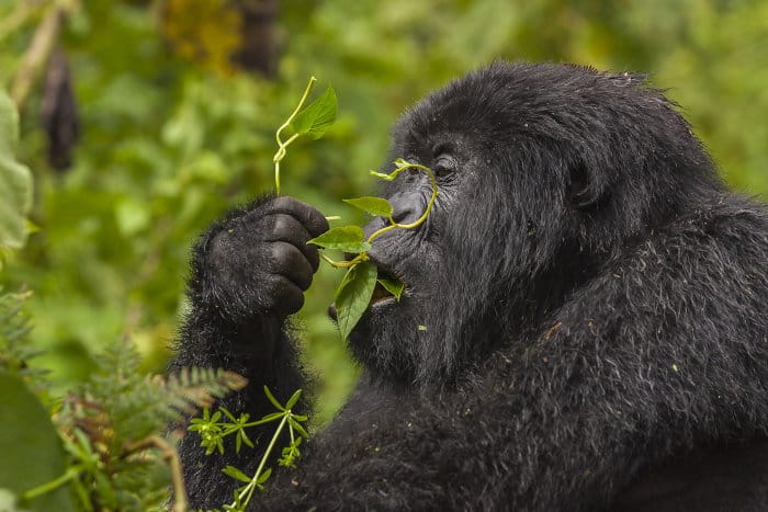 Female mountain gorilla feeding on leaves, Volcanoes National Park