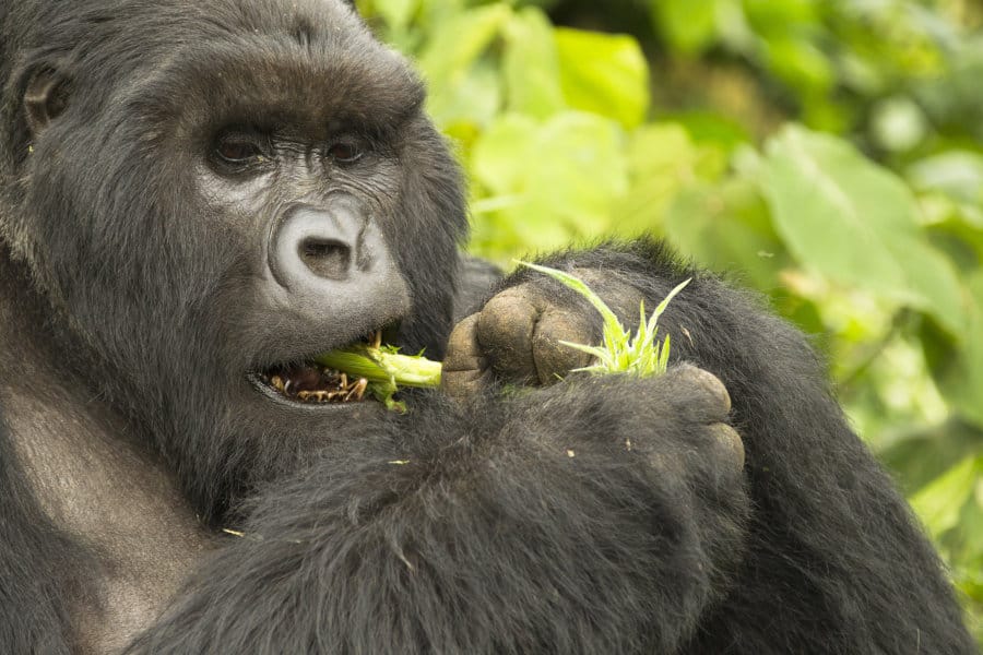 Big male mountain gorilla portrait, feeding on green foliage