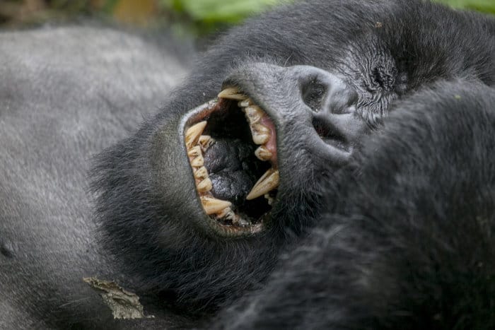 Male mountain gorilla with mouth wide open, revealing its powerful canines and teeth