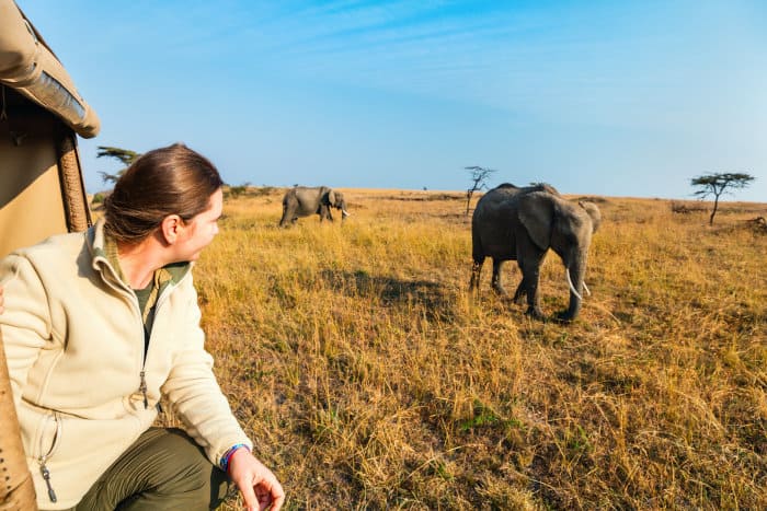 Woman observing African elephants from her safari vehicle