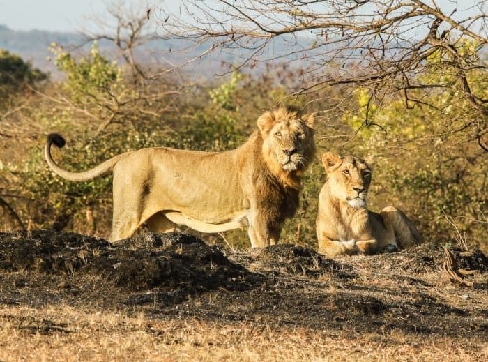 Male and female Asiatic lions