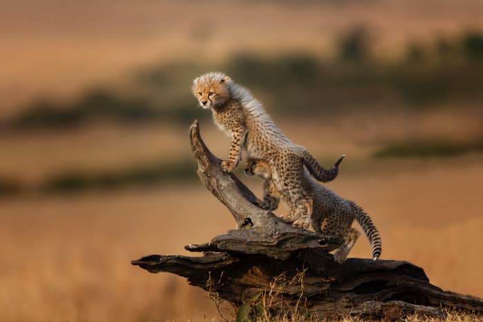 Malaika's cheetah cubs playing on a tree stump, Masai Mara