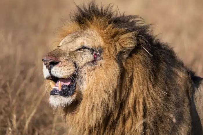 Scar II the male lion (Elewana), revealing its serious injuries