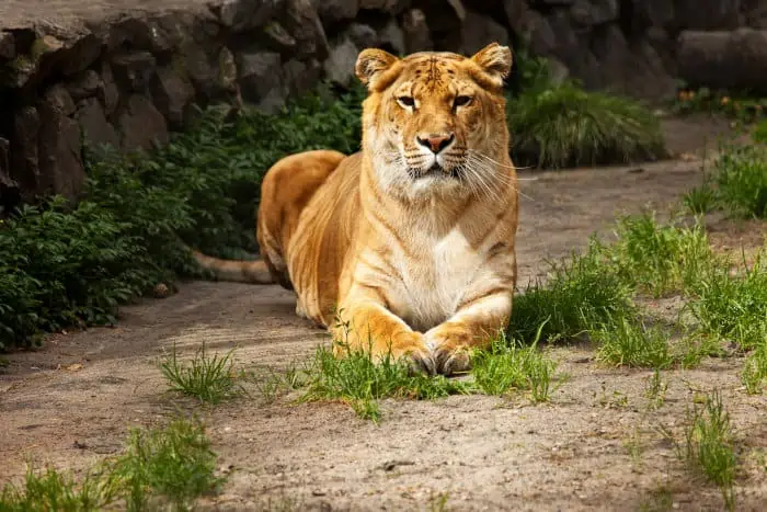 Captive liger portrait, looking at the camera
